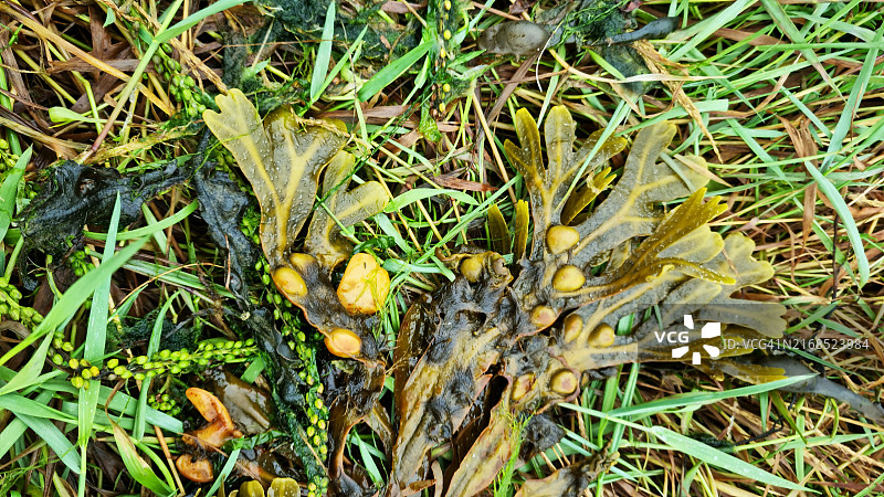 低潮时的绿色藻类（墨角藻）图片素材