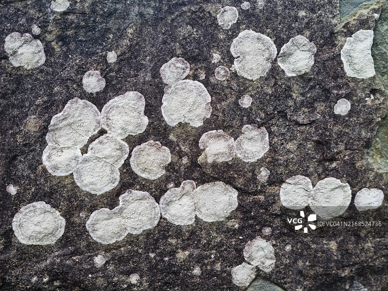 莫赫悬崖石板上的地衣形成的自然图案图片素材