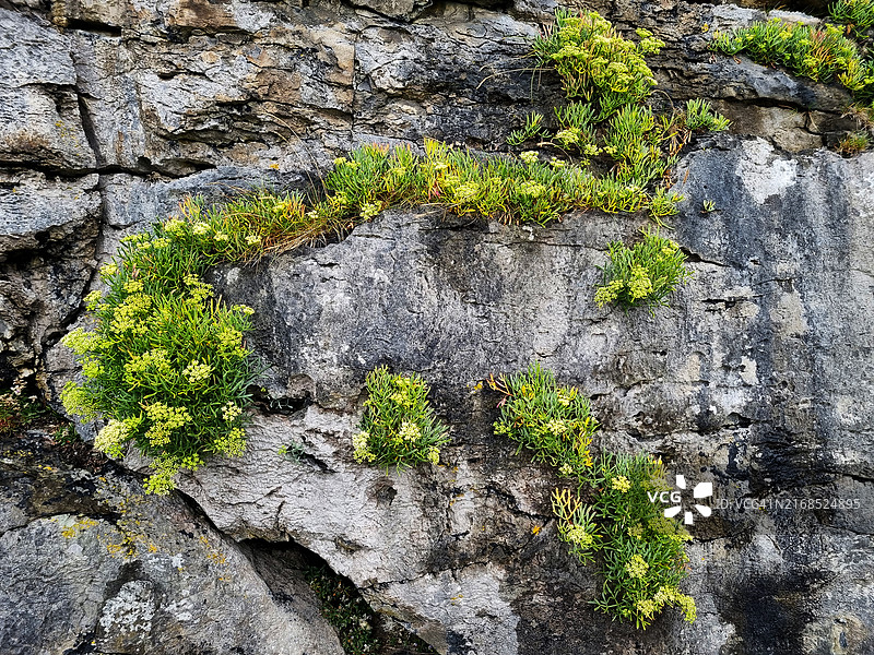 海茴香在石灰岩地区图片素材
