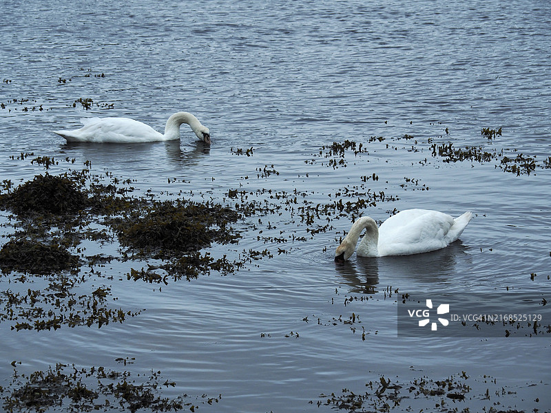 在邓莱里城堡附近以藻类为食的两只天鹅图片素材