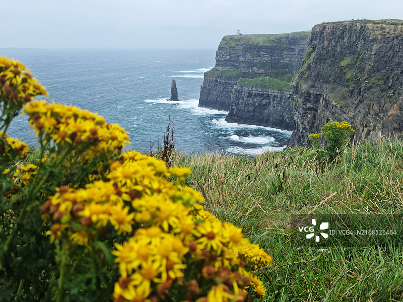 莫赫悬崖上开花的黄色黄菀图片素材