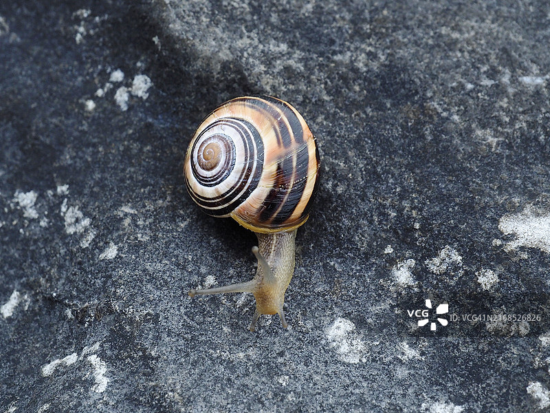 花园中的带纹蜗牛(Cepaea hortensis)图片素材