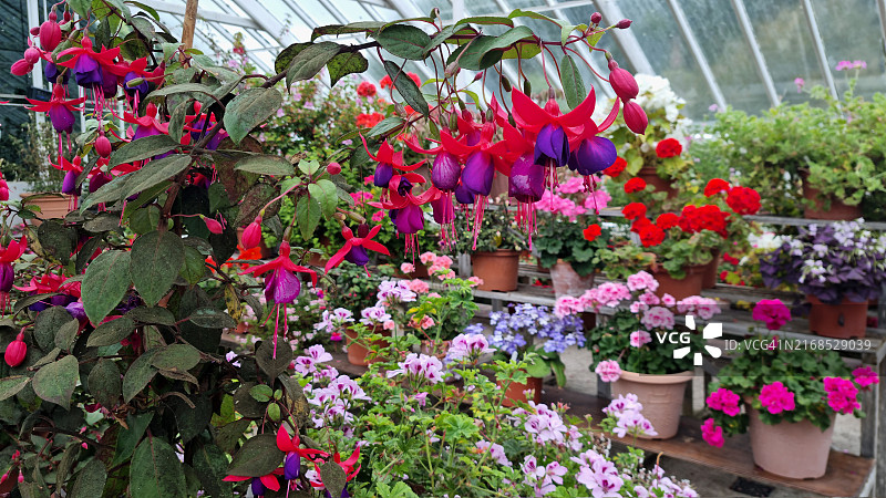 爱尔兰中部温室内的各色鲜花图片素材