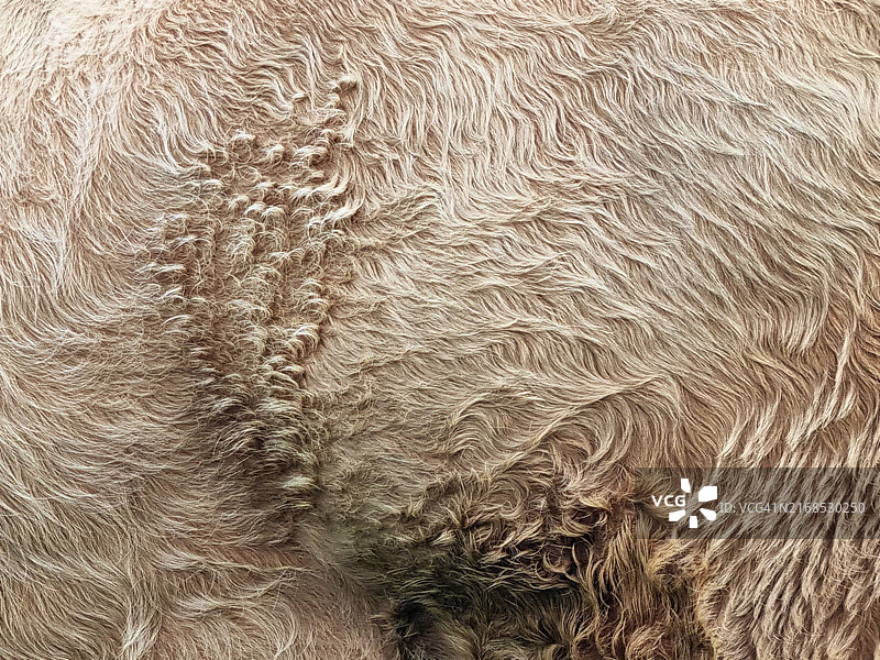 爱尔兰戈尔韦郡奶牛毛皮的细节特写图片素材
