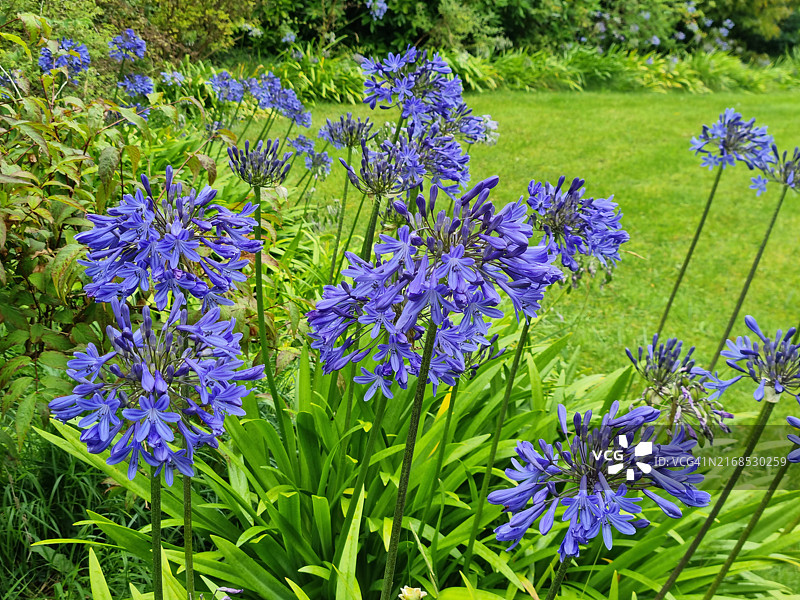 非洲百合花图片素材