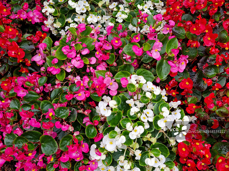 彩色花卉摆件，地点：爱尔兰比尔图片素材