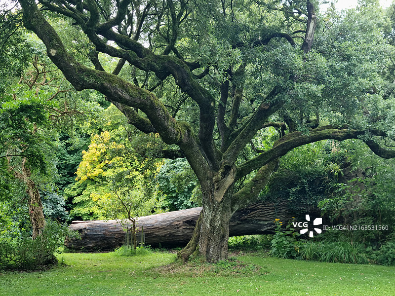 爱尔兰比尔镇的老树和倒下的树干图片素材