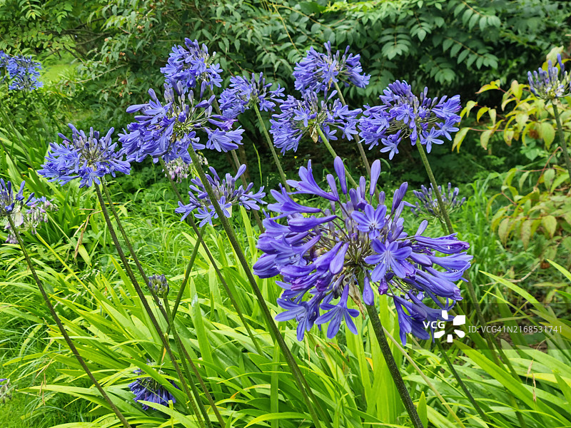 非洲百合花图片素材