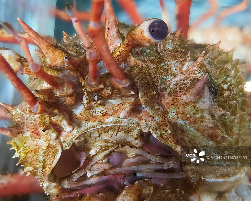 帝王蟹图片素材