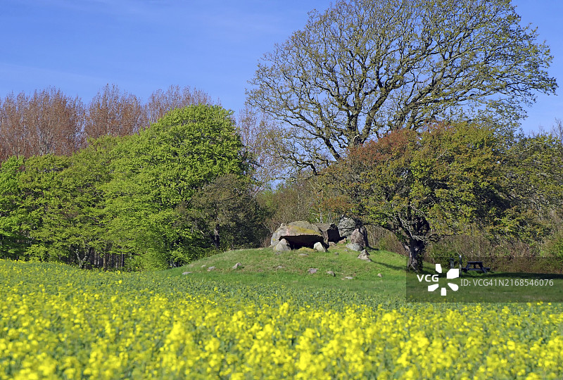春天盛开黄色花朵的风景，丹麦朗厄兰的树木和湛蓝的天空图片素材