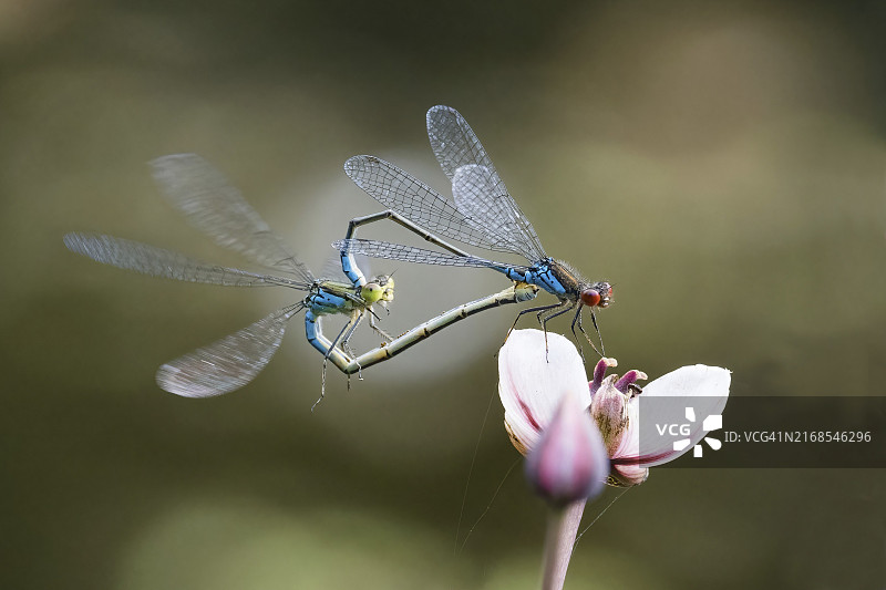 小红眼豆娘(Erythromma viridulum)在开花的灯心草(Butomus umellatus)的一朵花上，德国黑塞，欧洲图片素材