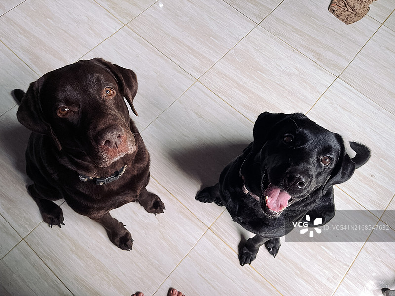 两只拉布拉多犬抬头看着相机图片素材