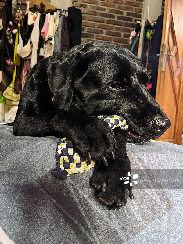 黑色拉布拉多犬正在啃咬抹布图片素材
