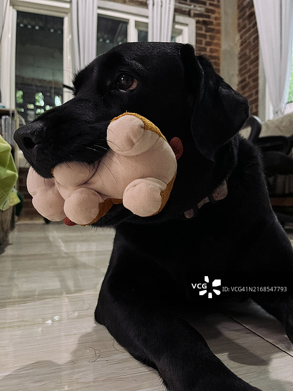 玩偶的黑色拉布拉多犬图片素材