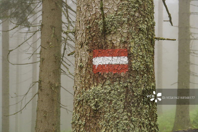 奥地利戈绍阿尔卑斯山雾蒙蒙的森林中的树图片素材