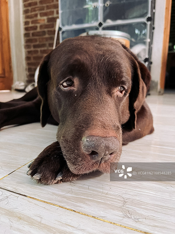 趴在地板上的巧克力色拉布拉多犬图片素材
