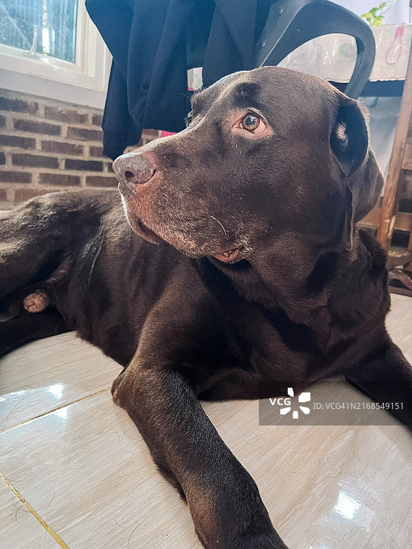 躺在地板上的棕色拉布拉多犬图片素材