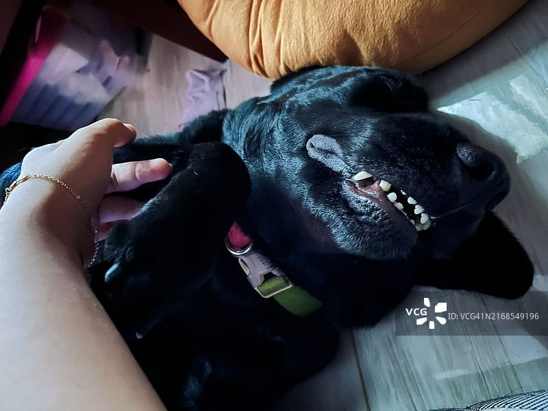 黑色拉布拉多犬躺在地板上图片素材