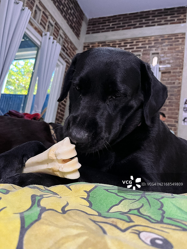 狗狗玩耍图片素材