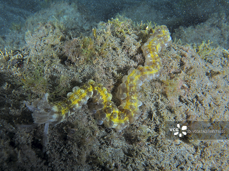 蛇海参在海床上爬行图片素材