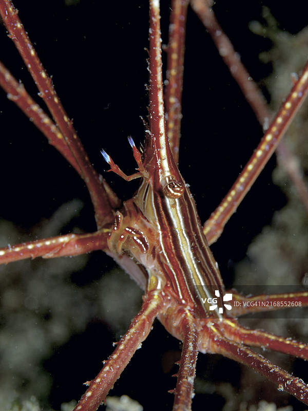 加那利群岛兰斯箭蟹特写，西班牙图片素材