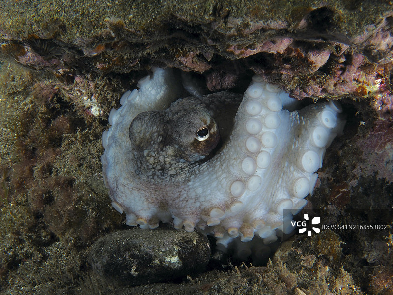 西班牙特内里费岛洛斯克里斯蒂亚诺斯海滩：夜间章鱼藏身在熔岩礁石中图片素材