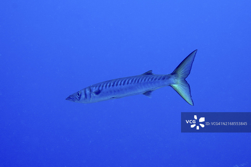 梭鱼（Sphyraena viridensis）在蓝色海洋中游泳。潜水点拉斯罗萨斯，拉斯加列塔斯，特内里费岛，加那利群岛，西班牙，欧洲图片素材