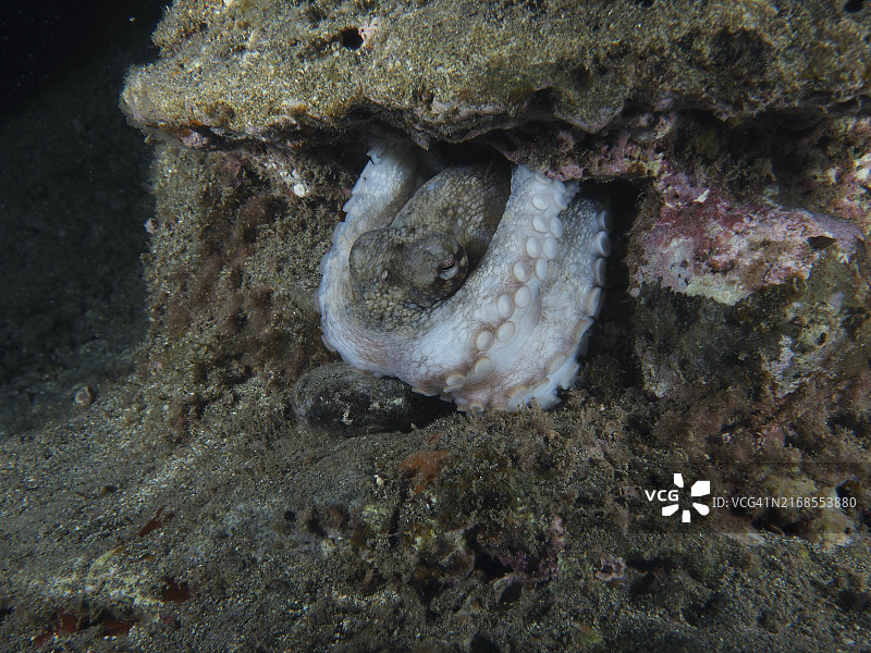 夜晚在水下熔岩岩石中躲藏的章鱼（西班牙特内里费岛）图片素材