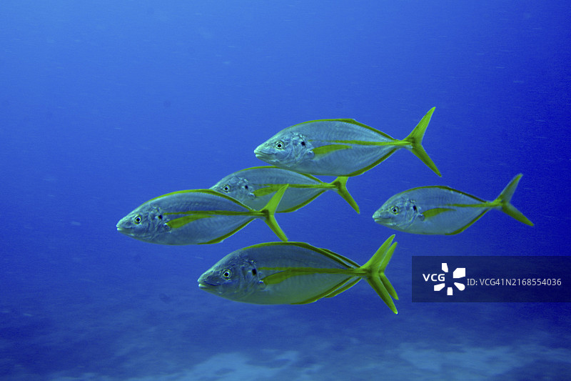 一群具有黄色和银色条纹的黄鳍鲹在蓝色水下世界中游泳。特内里费岛，加那利群岛，西班牙，欧洲图片素材