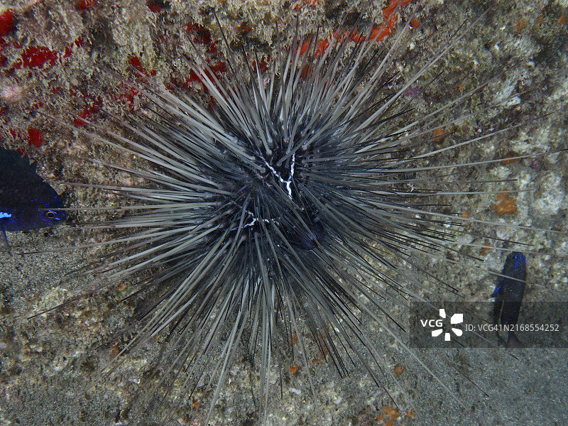 长刺的冠海胆栖息在熔岩石上图片素材