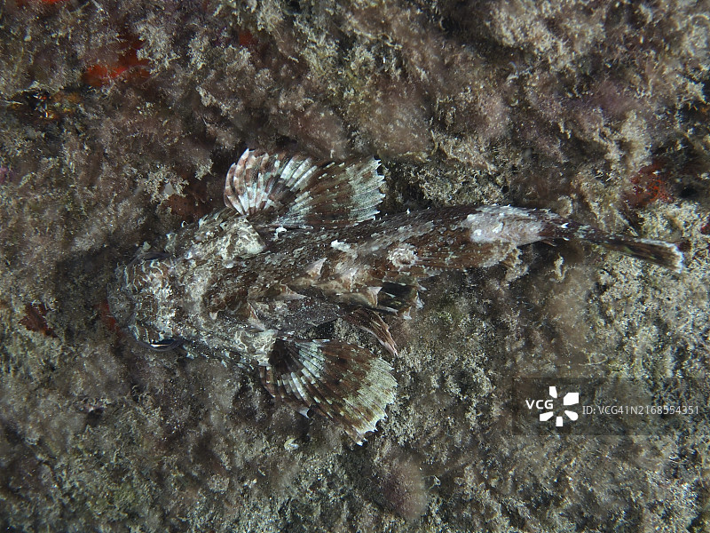 黑蝎子鱼在海藻覆盖的基质上伪装自己图片素材