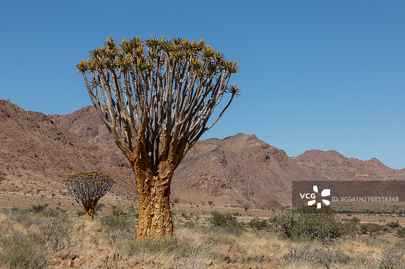 盛开的箭筒树图片素材