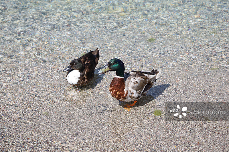 意大利托尔博莱的鸭子图片素材
