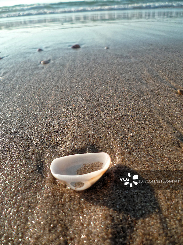 水边白色贝壳特写图片素材