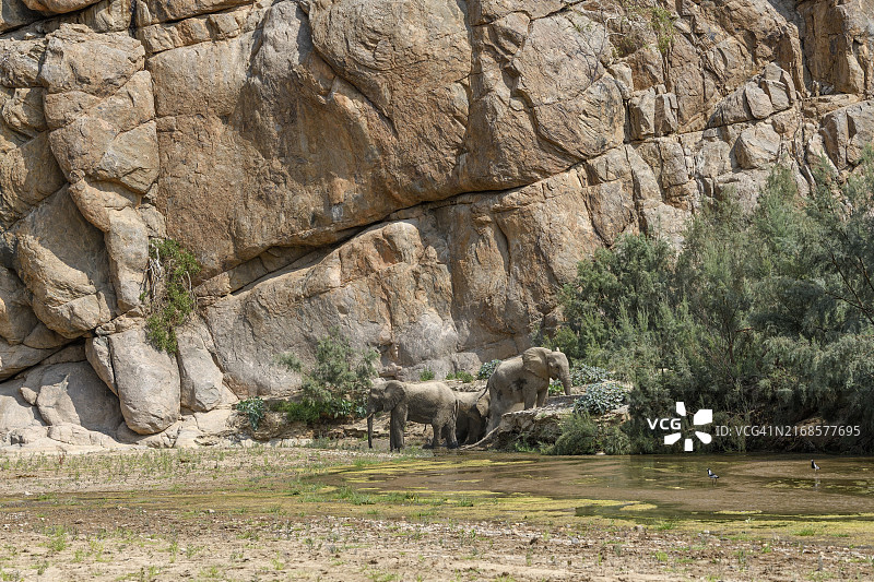 非洲纳米比亚霍阿鲁西布河中泥浴的非洲沙漠象图片素材