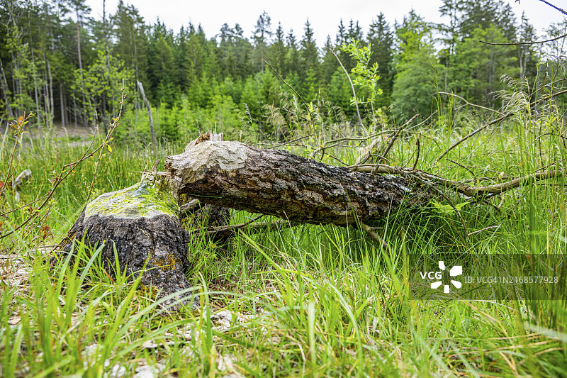 欧洲海狸啃伐的树木特写，位于德国巴伐利亚上普法尔茨图片素材