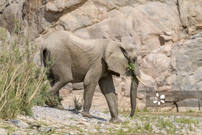 纳米比亚库内内地区 Hoarusib 河中的非洲沙漠象图片素材