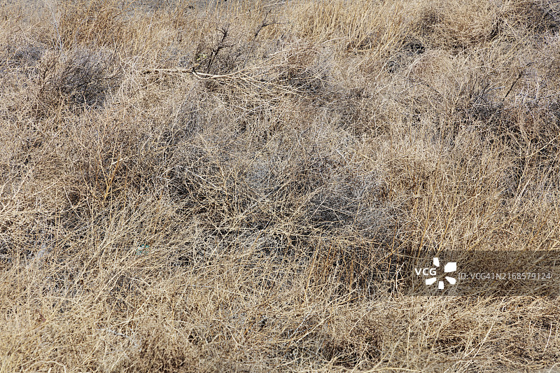 沙漠植被特写图片素材