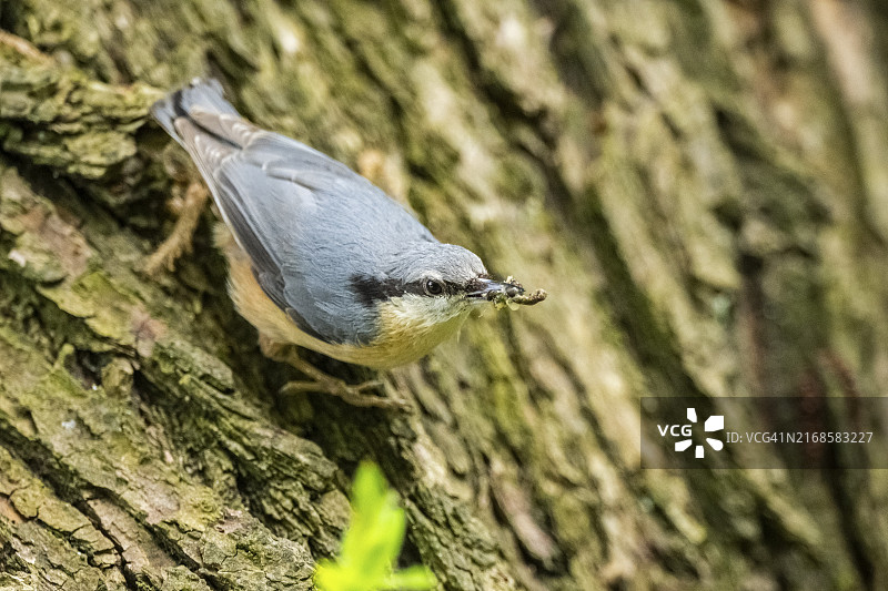 在德国巴伐利亚树上的一只欧亚䳭（Sitta europaea）图片素材