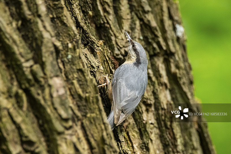在德国巴伐利亚树上的一只欧亚䳭（Sitta europaea）图片素材