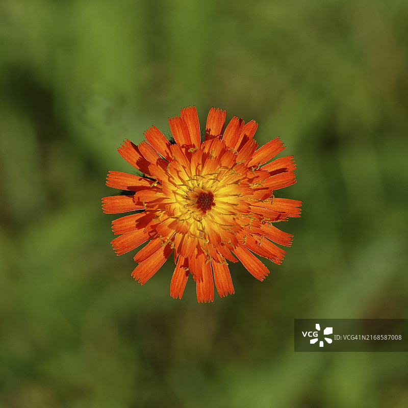 Hieracium aurantiacum，粗糙草甸上的花朵图片素材