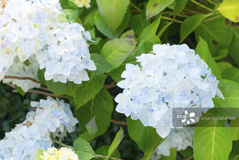 夏季白色绣球花与绿叶图片素材