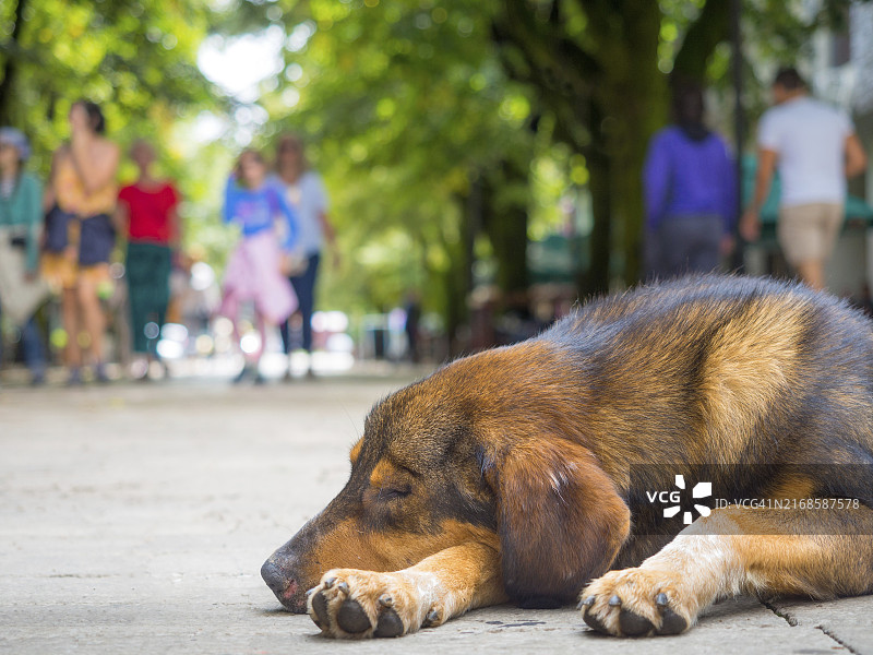 在欧洲黑山采蒂涅大街上睡觉的流浪狗图片素材