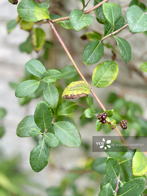 金银花特写图片素材