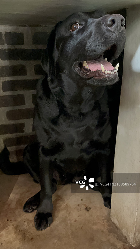 快乐的狗图片素材