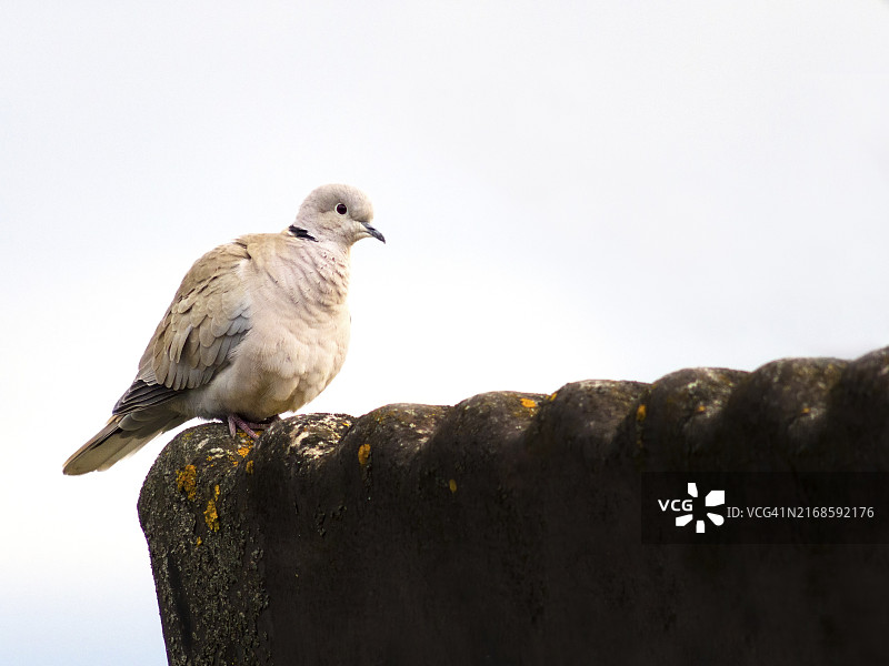 屋顶上的鸽子图片素材
