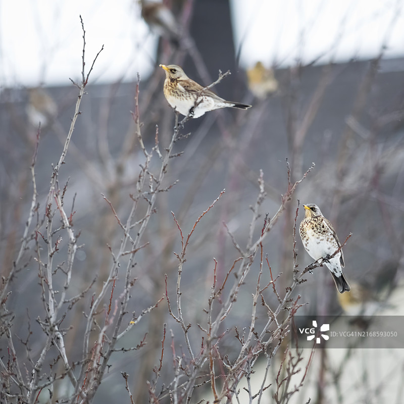 苹果树上的彩色冬鸟（槲鸫）图片素材