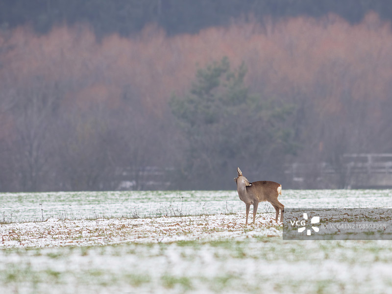 雪地上的狍鹿图片素材