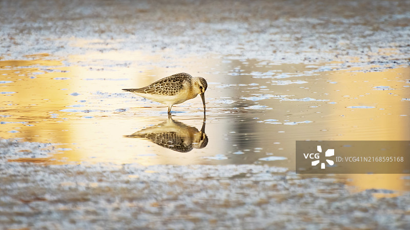 晨光下的反嘴鹬倒影图片素材