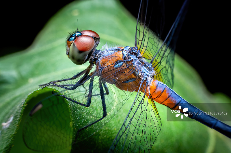 蜻蜓（Anisoptera）超微距的清晰细节图片素材